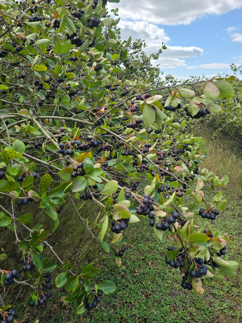 12 tons of chokeberries, 10 km from Pabianice, Łódź Voivodeship