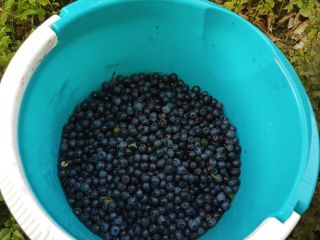 I have 5 jars of blueberries for sale -