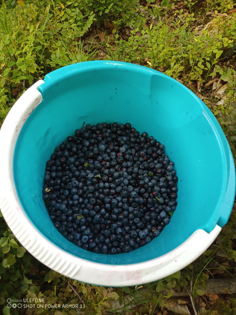 I have 5 jars of blueberries for sale - 0.9 liters each