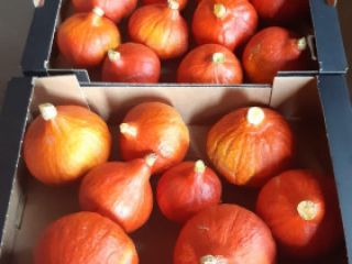 I'm selling Hokkaido pumpkins, packaged in a 10kg box,