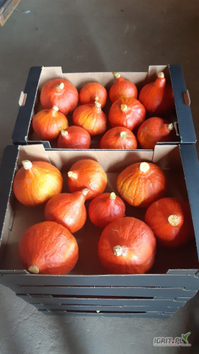 I'm selling Hokkaido pumpkins, packaged in a 10kg box, raschel bag, or cardboard box (approx