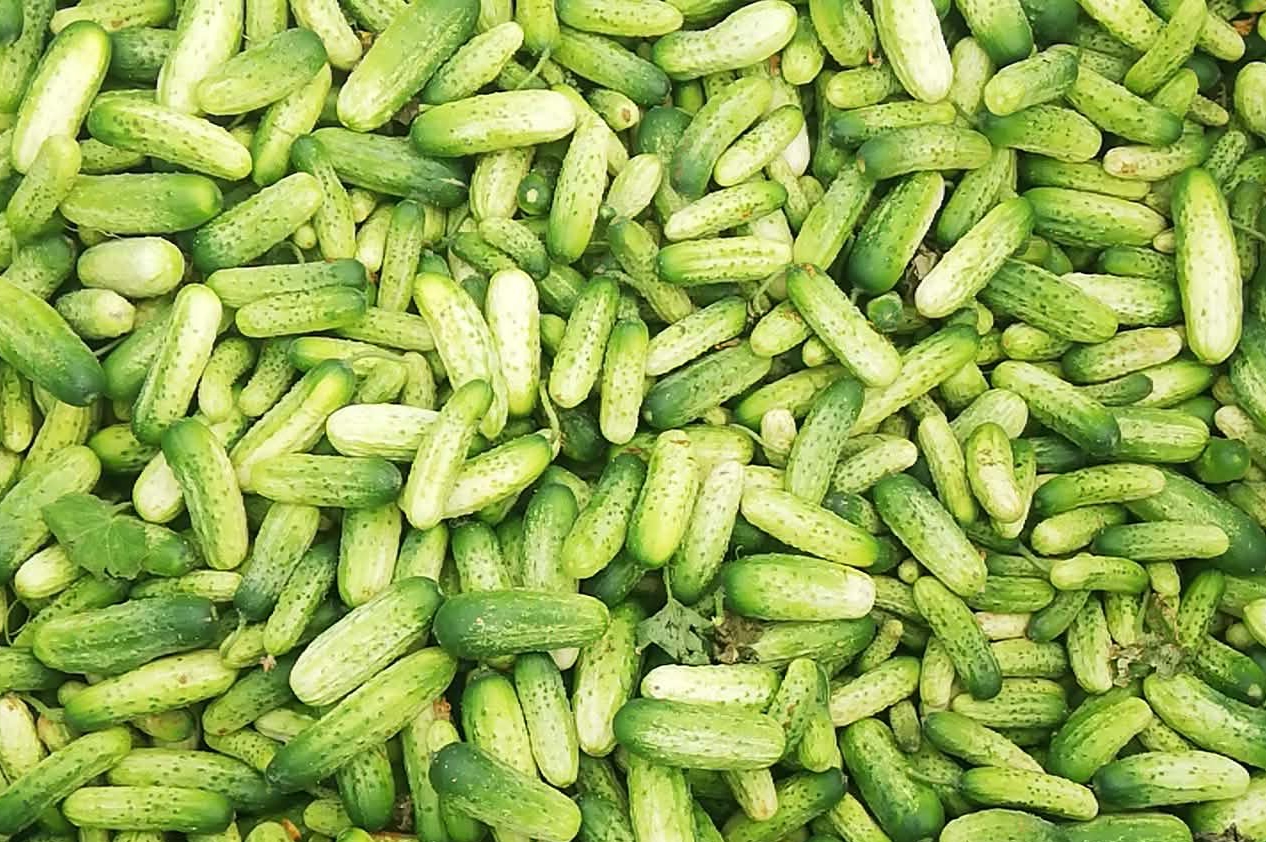 I'm starting a light Atomic cucumber, perfect for pickling or preserving