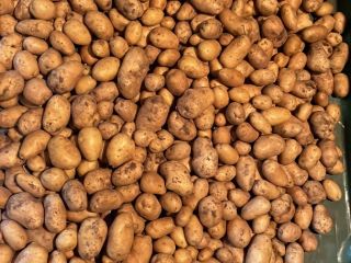 Patate kenebec e monalisa
