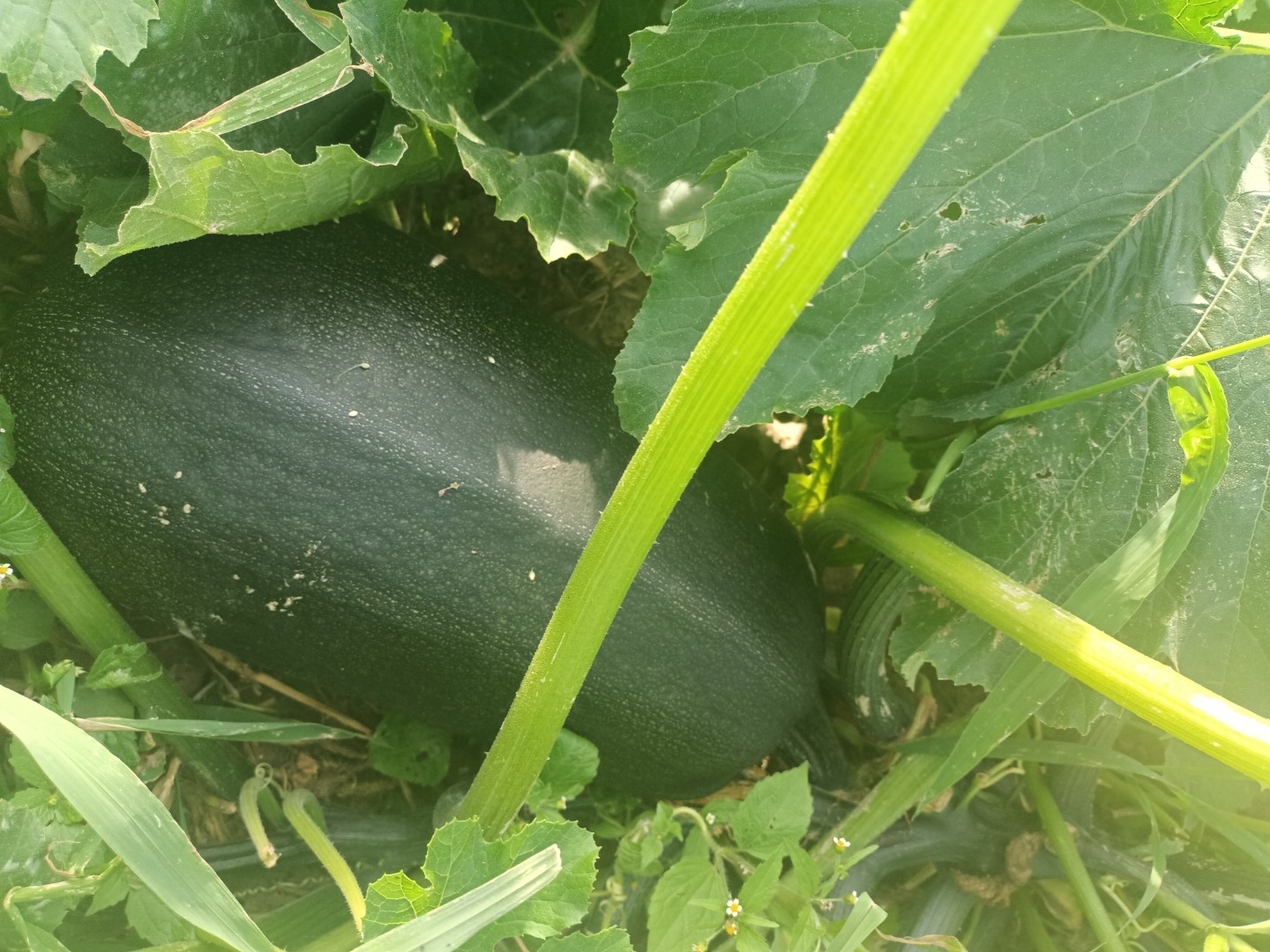 I will sell about 100 pieces of organic zucchini