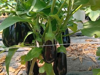 I will sell 3 eggplants packed in a cardboard