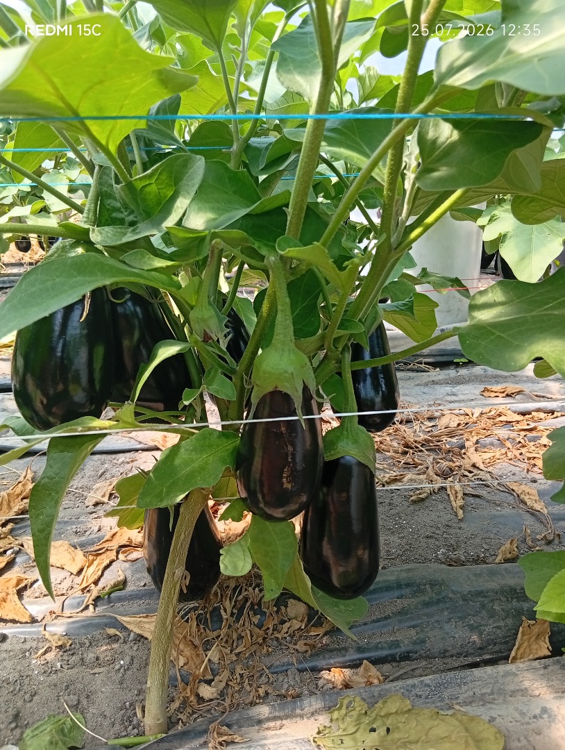 I will sell 3 eggplants packed in a cardboard box or plastic bag, pallet quantities, the goods are from our own agricultural production