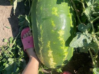 I sell Romanian watermelons, naturally grown, extremely sweet, juicy.