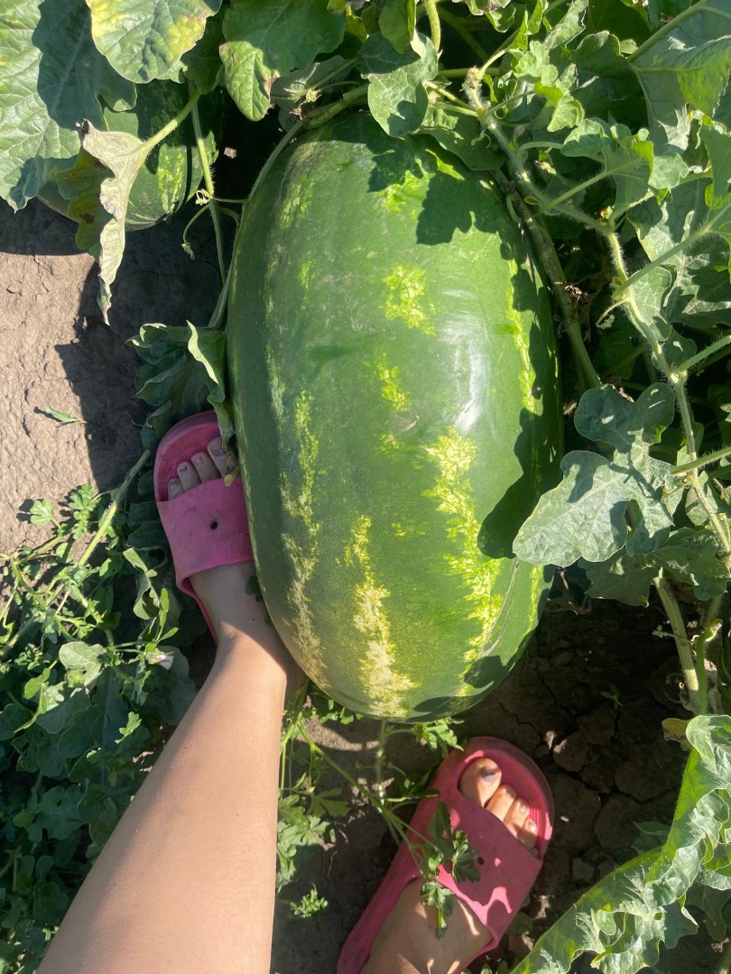I sell Romanian watermelons, naturally grown, extremely sweet, juicy