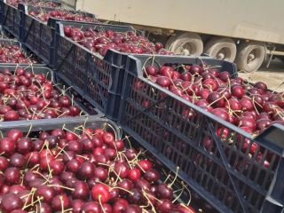 Selling next year's (2027) cherry harvest, looking for a