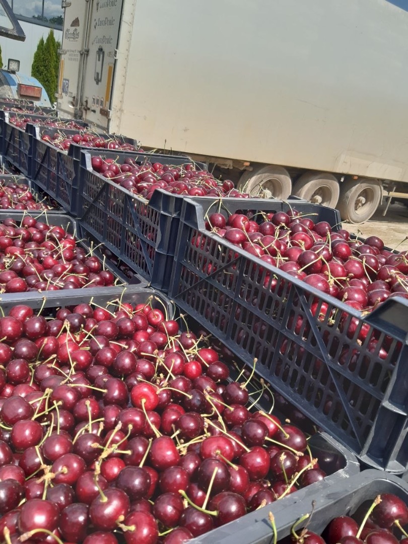 Selling next year's (2027) cherry harvest, looking for a buyer interested in buying around 40-50 tonnes of high quality, ecological cherries