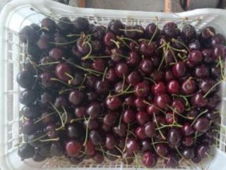 I will sell Regina cherries, caliber 28+, refrigerated, in