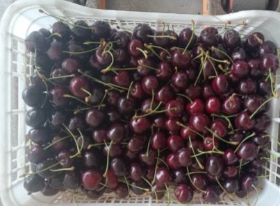I will sell Regina cherries, caliber 28+, refrigerated, in xtend bags or in a Casio box
