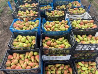 We sell our own pears. We have 100 acres