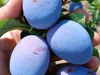 Certified agricultural producer – Skandia, produces and sells prunes: