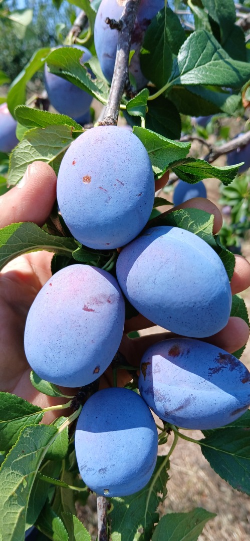 Certified agricultural producer – Skandia, produces and sells prunes: “Chachanska lepotica”, extra quality weighing about 60 g each
