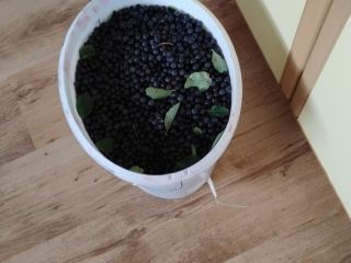 Hello, I have some chokeberries for sale, either for