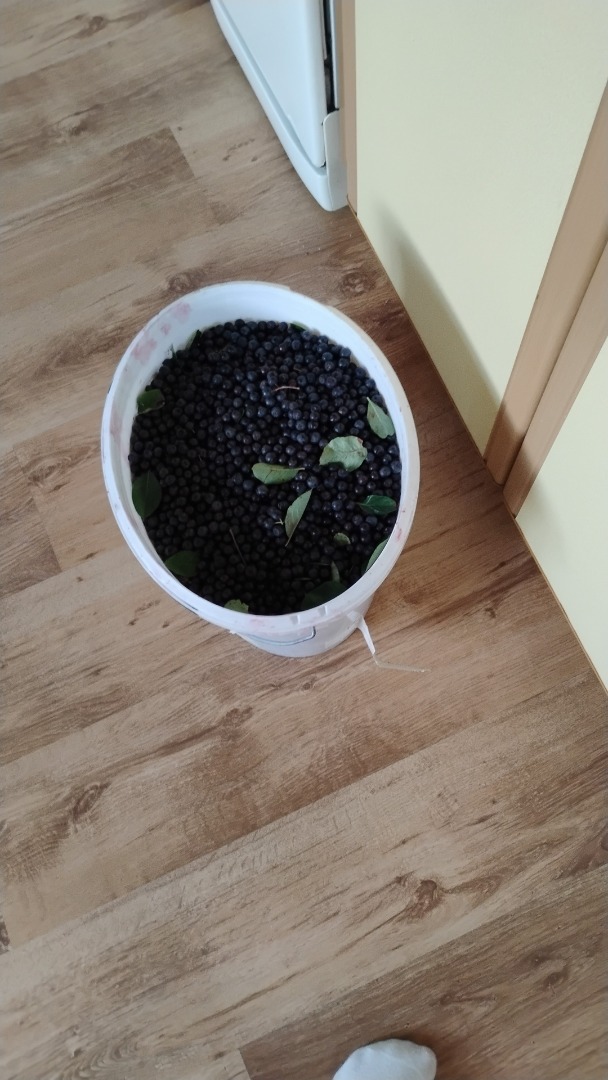 Hello, I have some chokeberries for sale, either for your own picking or already picked