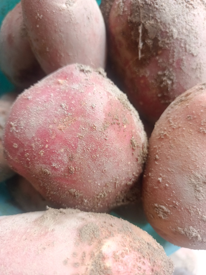 I will sell Bella rosa and Redsonia potatoes in the amount of 40 tons