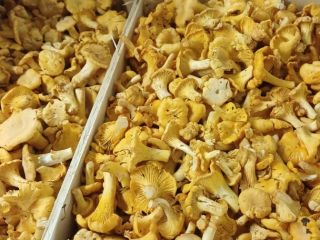 I will sell forest chanterelles in wholesale quantities