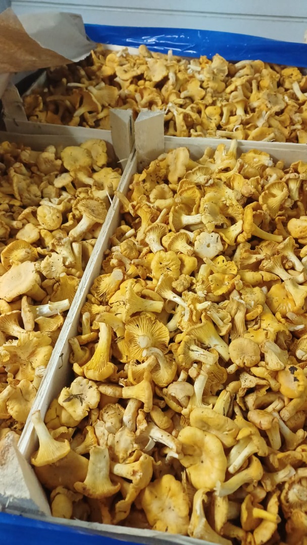 I will sell forest chanterelles in wholesale quantities