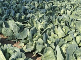 Pointed cabbage, in a 30x50 plastic box on a