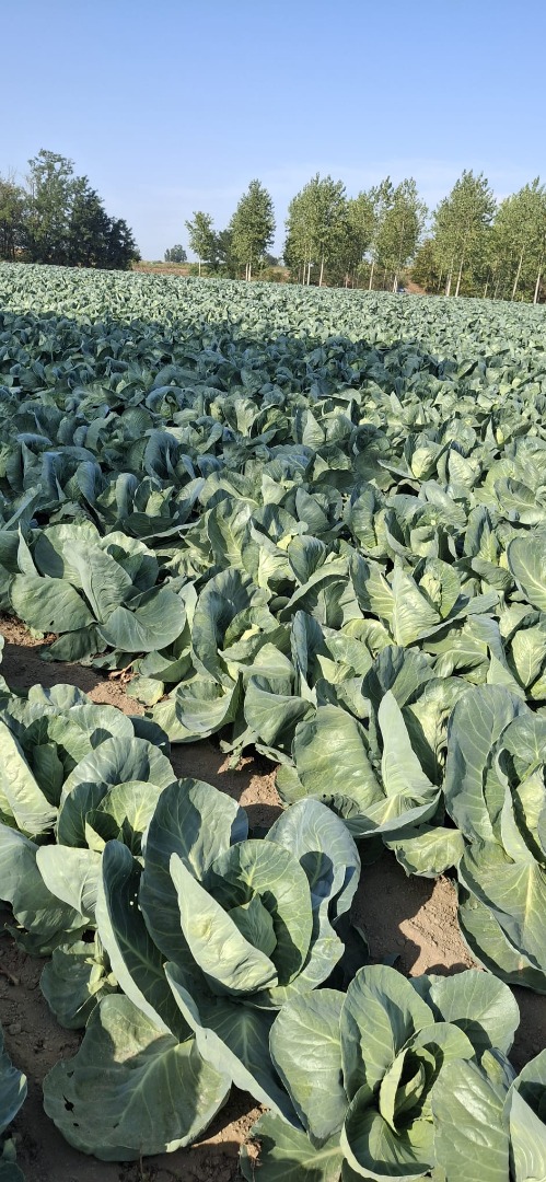 Pointed cabbage, in a 30x50 plastic box on a pallet of 80 packages, available from 08/25/2026