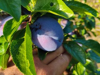 Good morning, I'm selling fresh, large Haganta plums. I'll