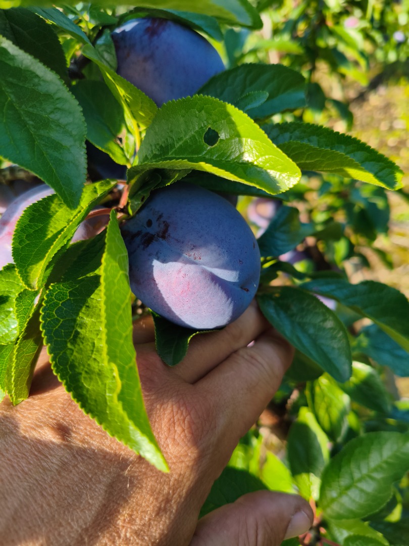 Good morning, I'm selling fresh, large Haganta plums