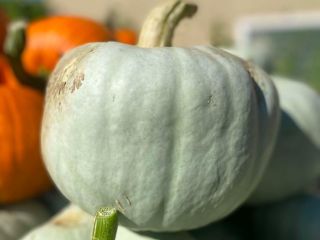 Hello, I am selling Nelson pumpkins 2 tons, Blanco