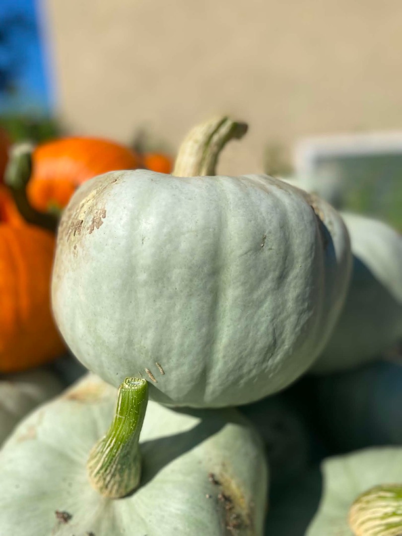 Hello, I am selling Nelson pumpkins 2 tons, Blanco about 500 pieces and Baby Boo about 10 thousand pieces, price and type of packaging to be agreed