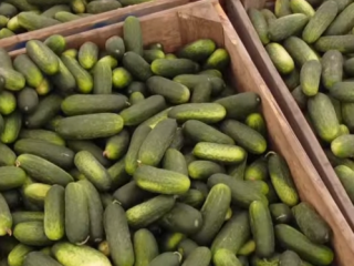 Homegrown field cucumber, sorted.