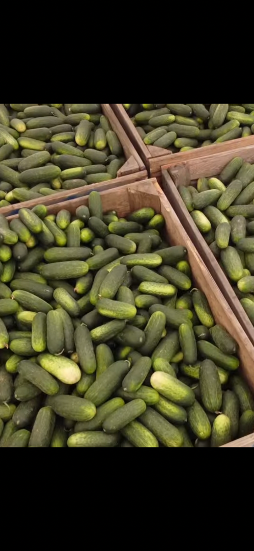 Homegrown field cucumber, sorted