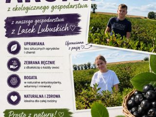 Chokeberries are available for collection immediately after harvesting approximately
