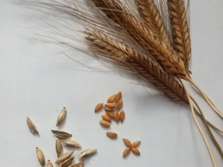 I offer einkorn wheat from my own harvest this