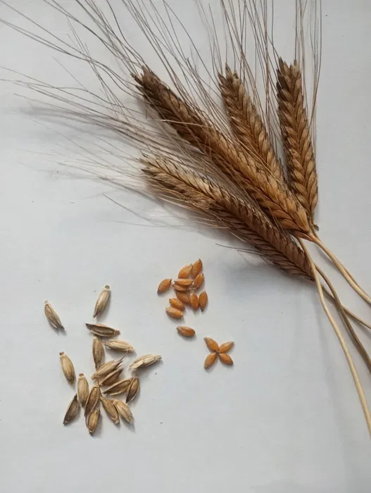 I offer einkorn wheat from my own harvest this year