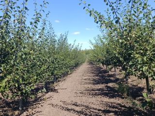 We sell fresh and dried Stenlei plums, originating from