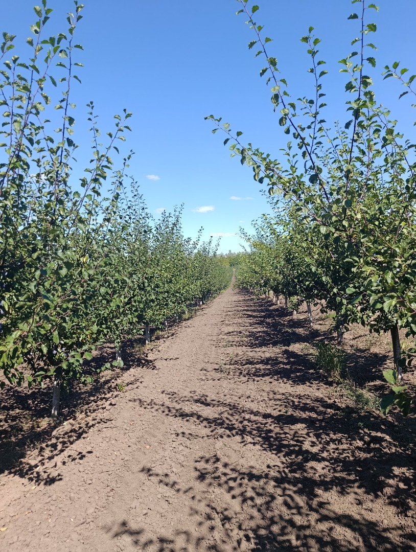 We sell fresh and dried Stenlei plums, originating from the Republic of Moldova WhatsApp