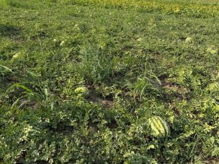 We are a Romanian producer offering/ sell fresh watermelons