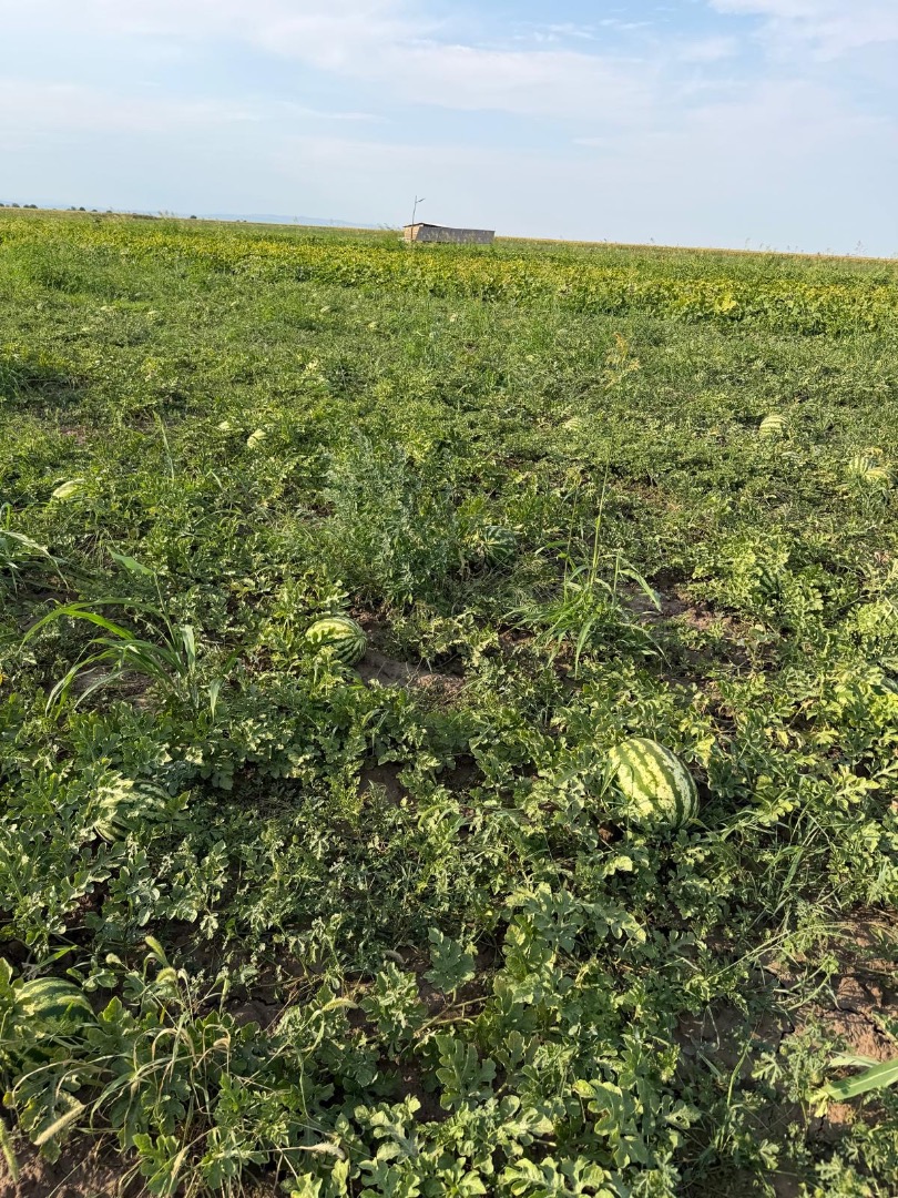 We are a Romanian producer offering/ sell fresh watermelons naturally grown, extremely sweet, juicy