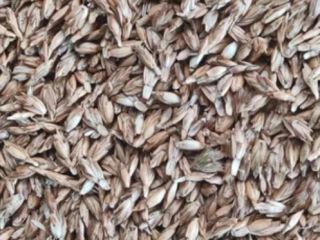 This year's spelt harvest. ECO certified. 5-6 tons.