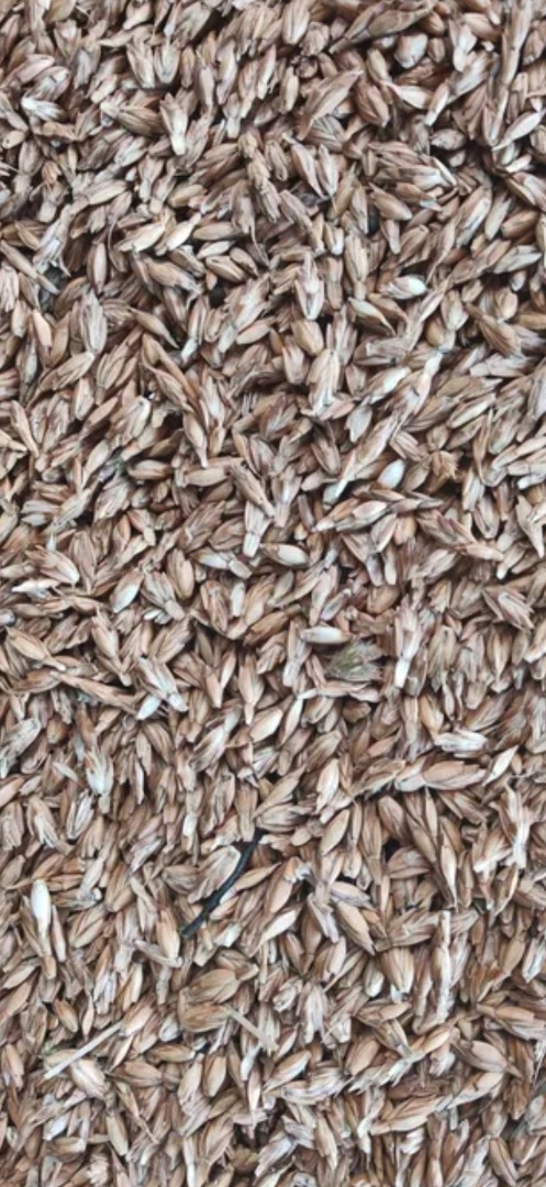 This year's spelt harvest