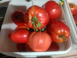 I sell fresh garden tomatoes at an exceptional price