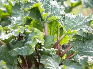 Rhubarb for sale, Victoria and Leader