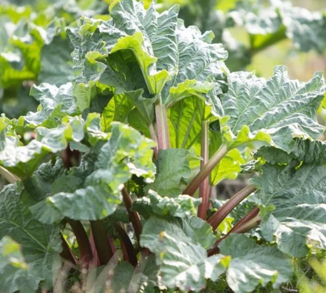 Rhubarb for sale, Victoria and Leader