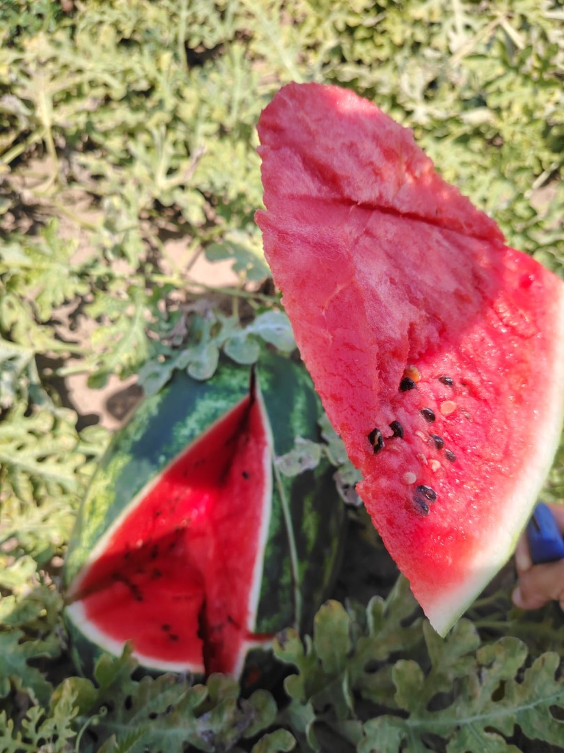 Green and yellow watermelons small and large quantities / Watermelons – small and large quantities Sadova, Dolj, ROMANIA CORINA