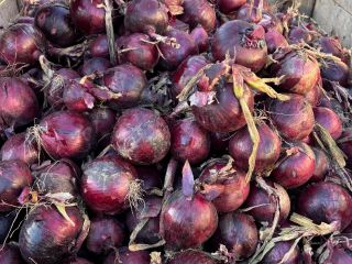 Beautiful rhubarb for sale, full truckload quantities