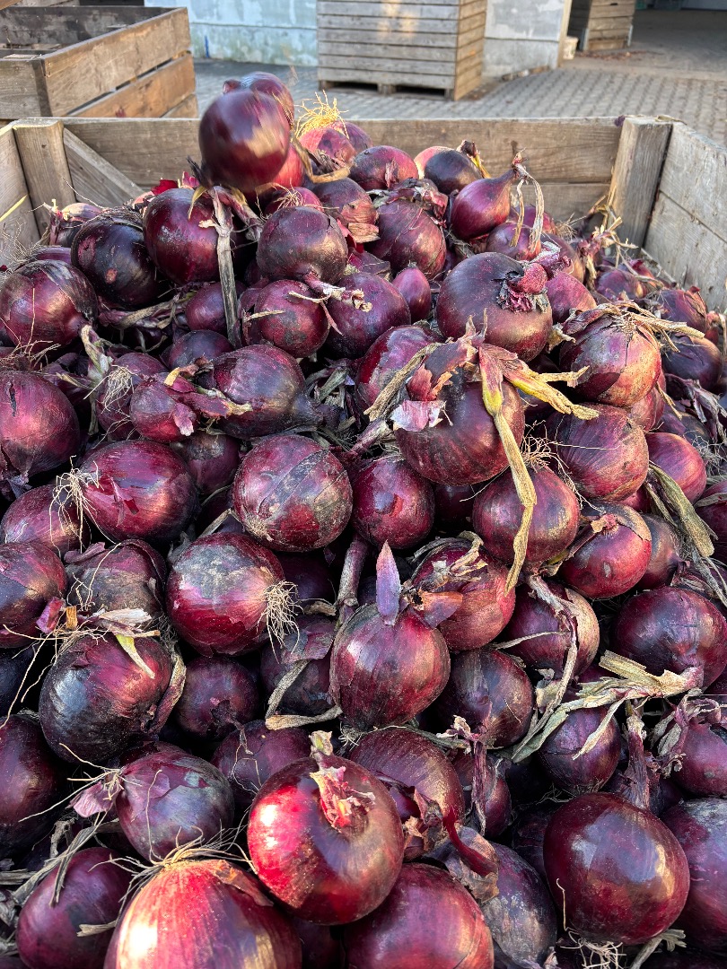 Beautiful rhubarb for sale, full truckload quantities