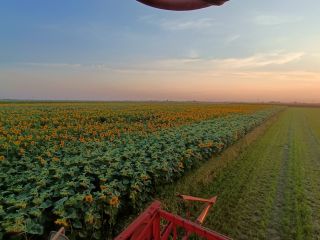 Hello. I'm selling sunflower seeds straight from the field.