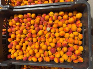 I'm selling small, calibrated Harlayne apricots. Direct from the