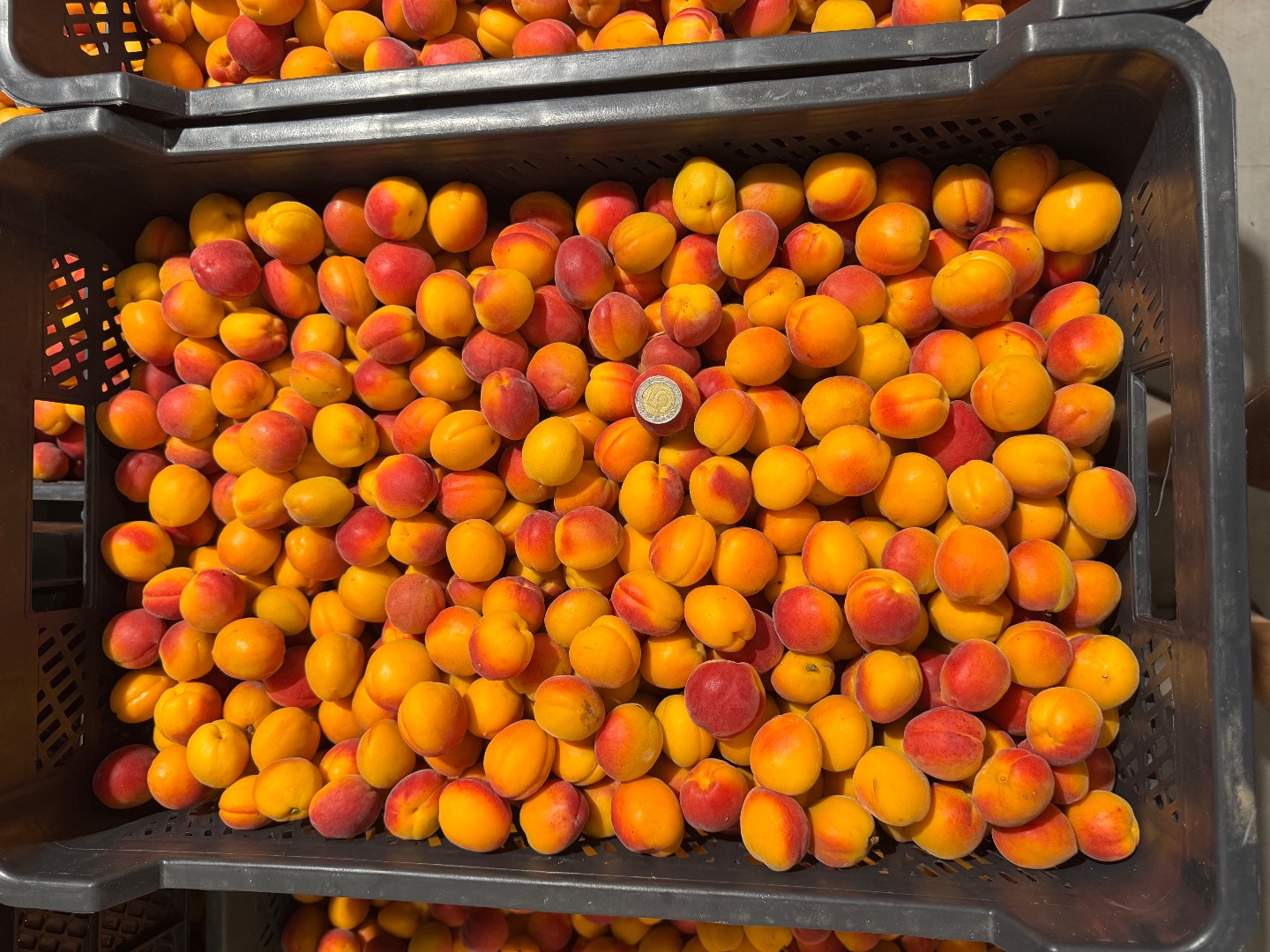 I'm selling small, calibrated Harlayne apricots